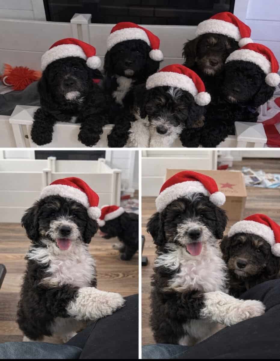 sheepadoodles Ready For Christmas image 1