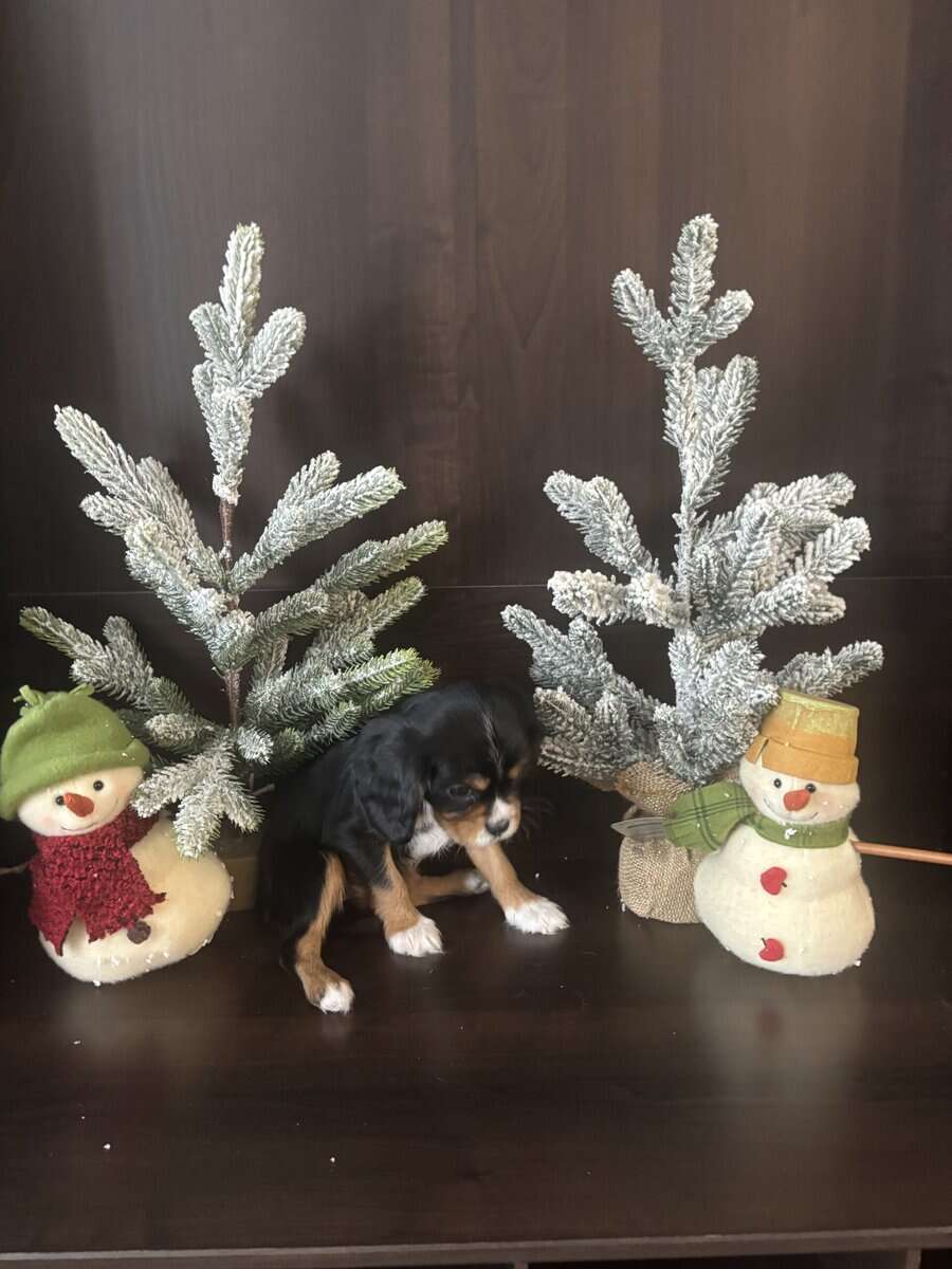 Cavalier King Charles image 2