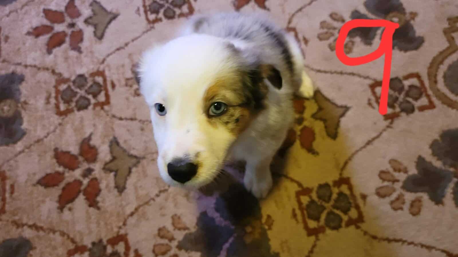 Australian Shepherd / Border Collie image 3