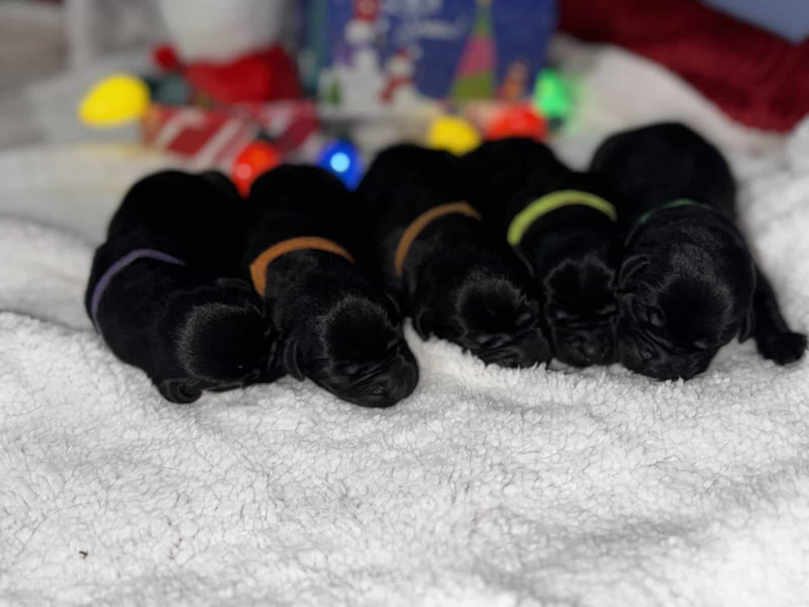 Akc Champion Bloodline Labrador Retrievers image 23