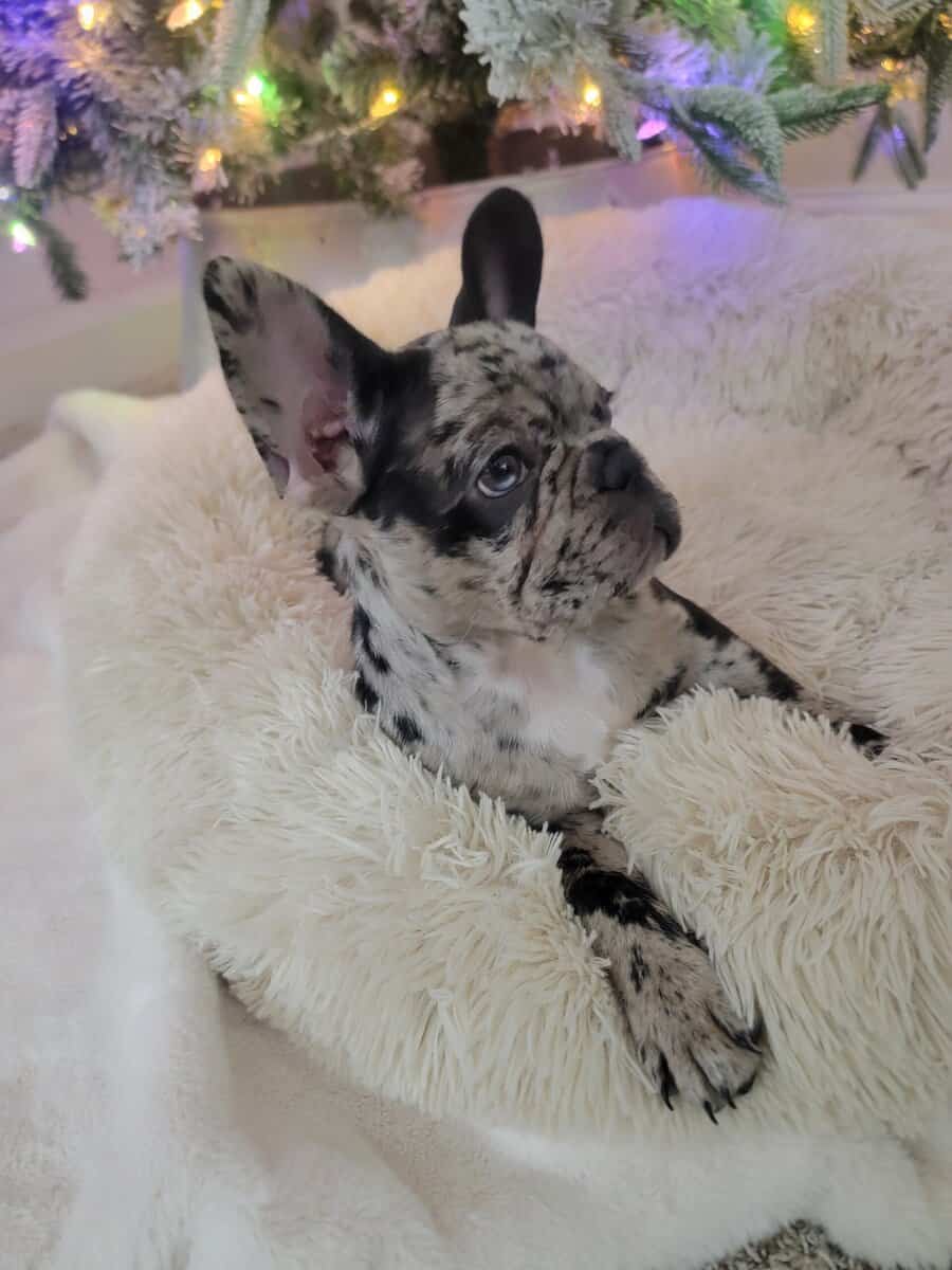 AKC French Bulldog Puppies - Ready NOW! image 4
