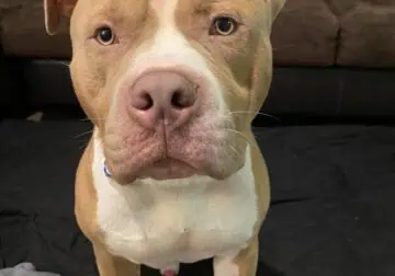 11month Old American Bully