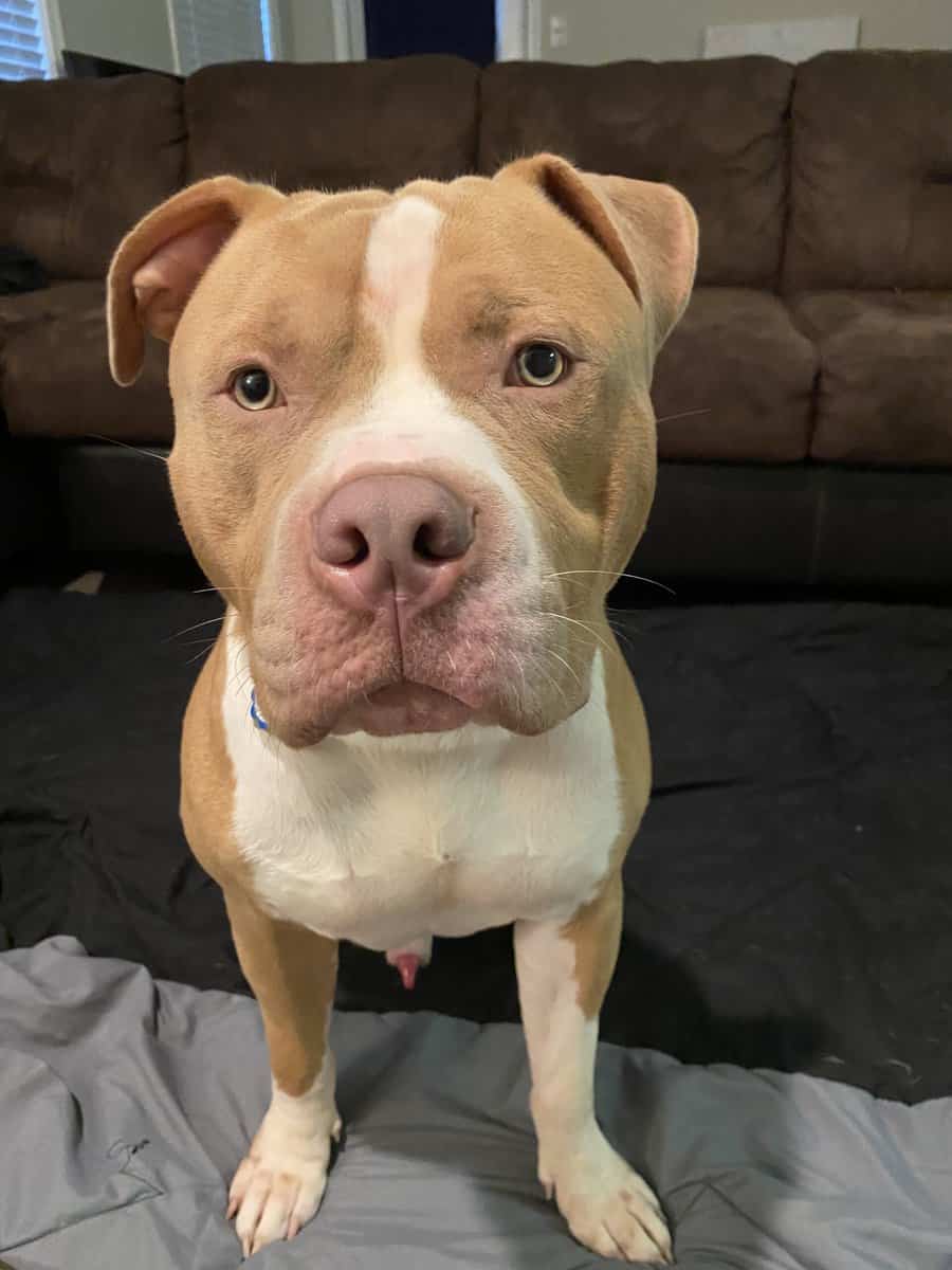 11month Old American Bully image 1