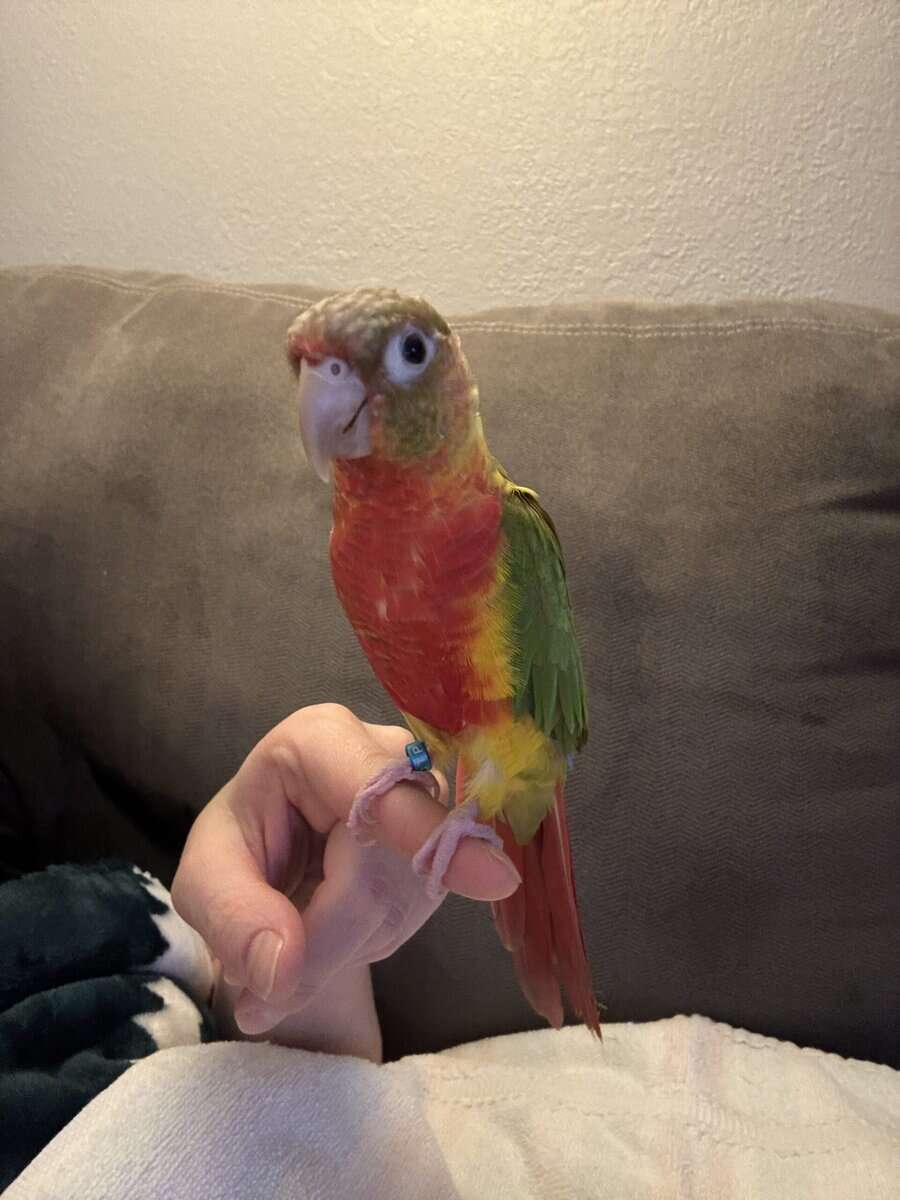 Green Cheek Conure image 4