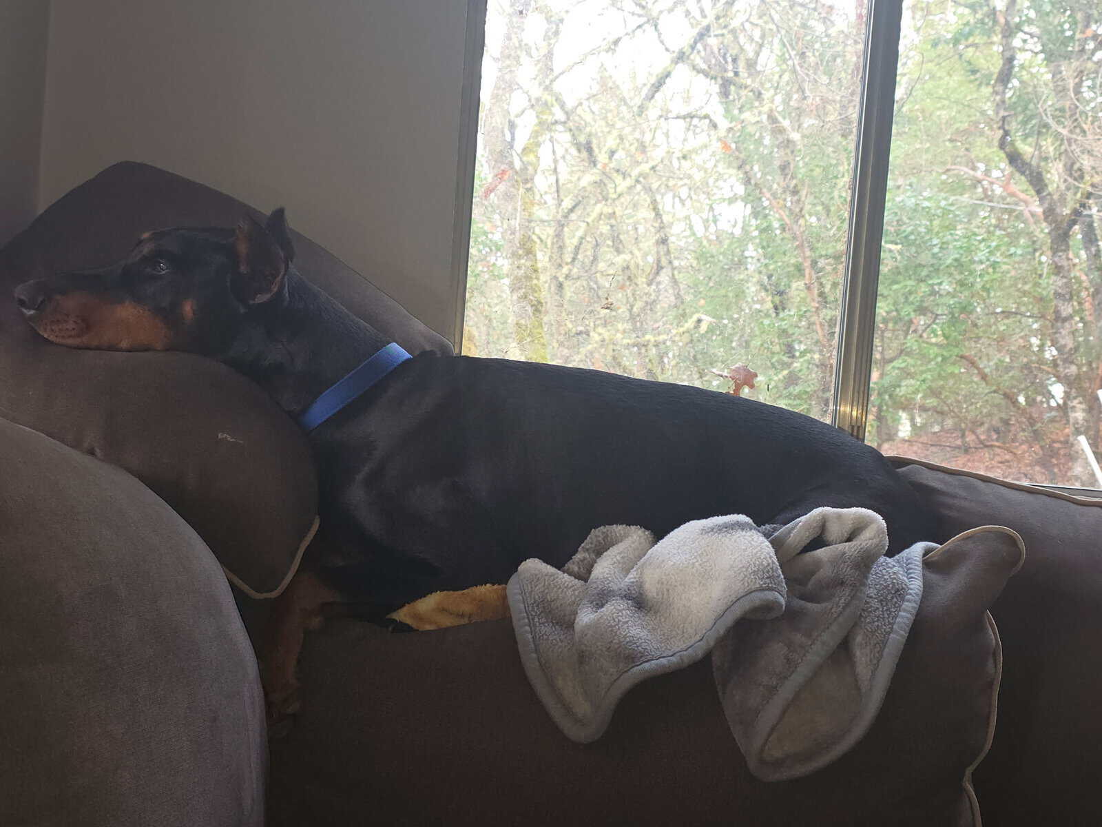 AKC MALE DOBERMAN/ FEMALE GERMAN SHEPHERD image 3