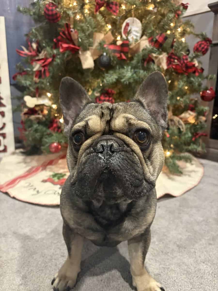 French bulldog puppies 2 female 1 male brindle image 5