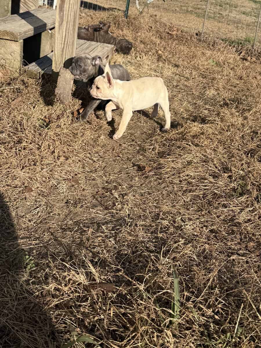 Purebred French bulldog pups image 9