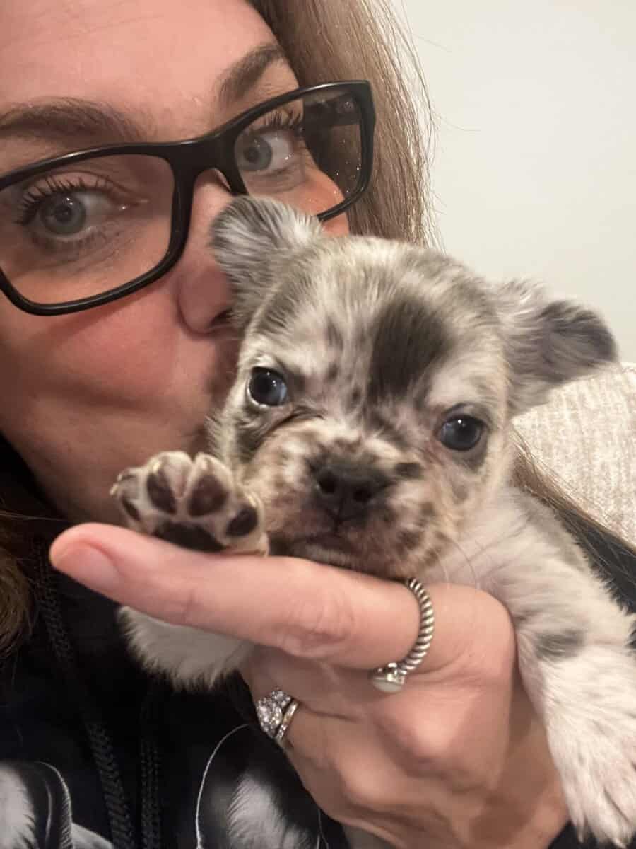 French Bulldog Puppies image 2