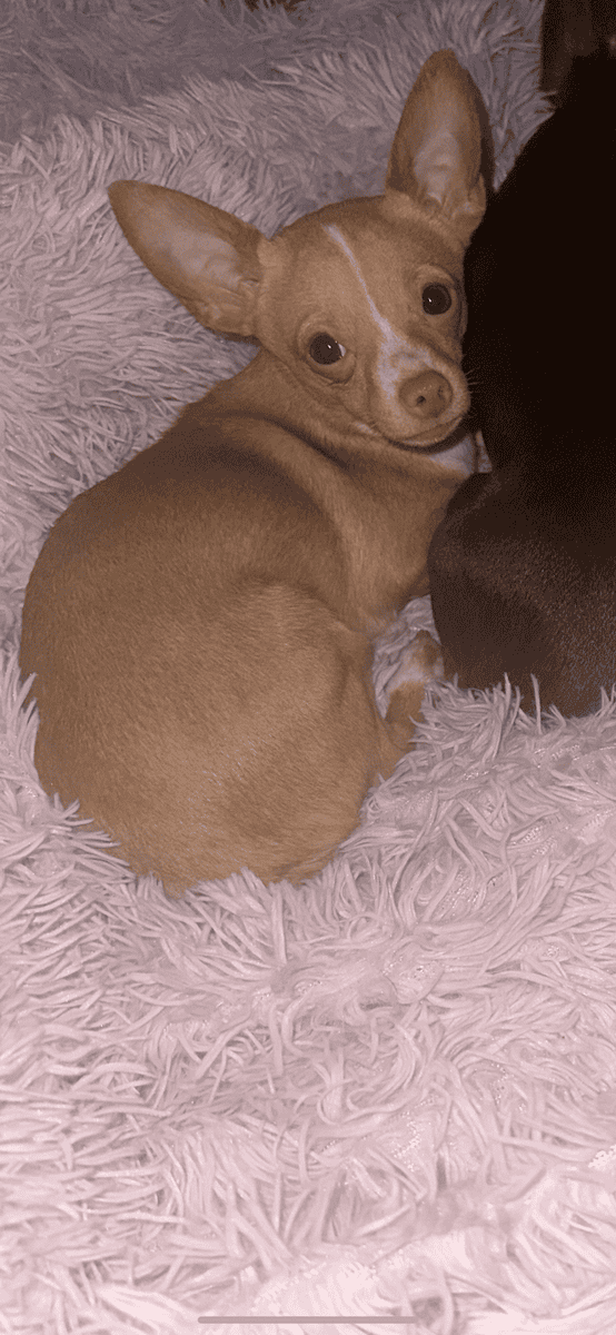 Chihuahua pups ready to be rehomed image 2