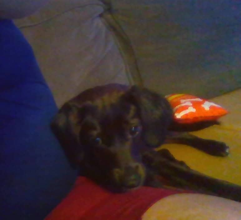 MIXED PUPPY LAB RETRIEVER BLACK N WHITE- 9 Months image 1