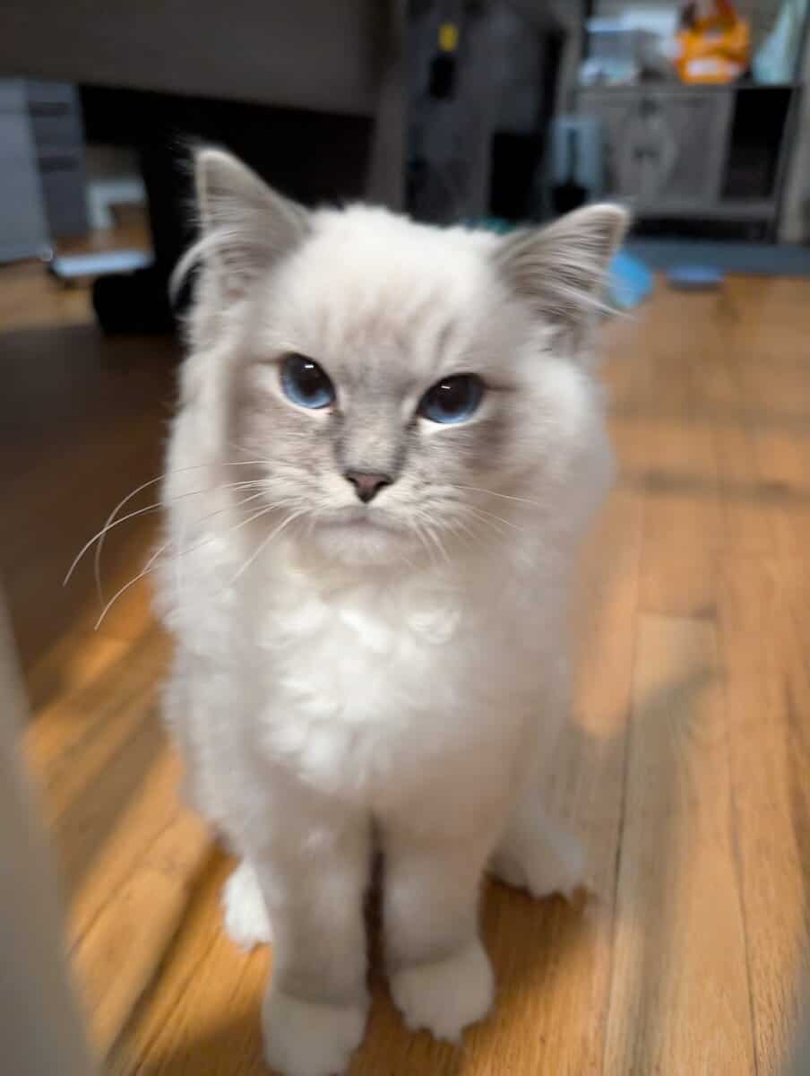 Ragdoll Kitten image 1