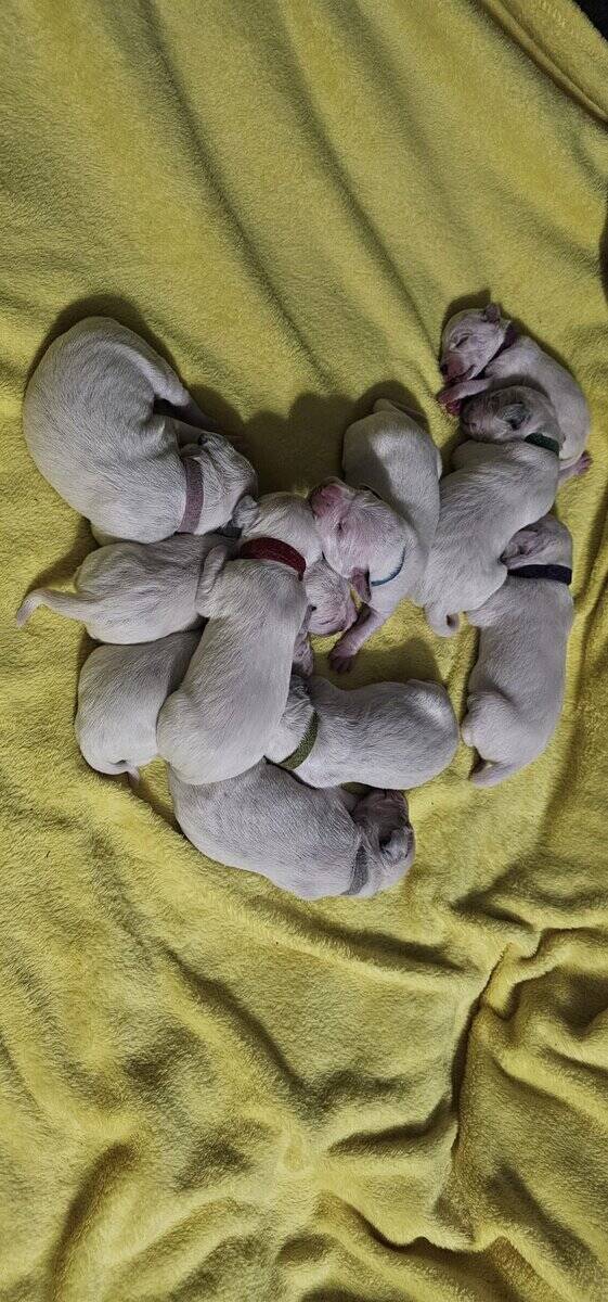 AKC dalmatian puppies 6 boys 4 girls image 1