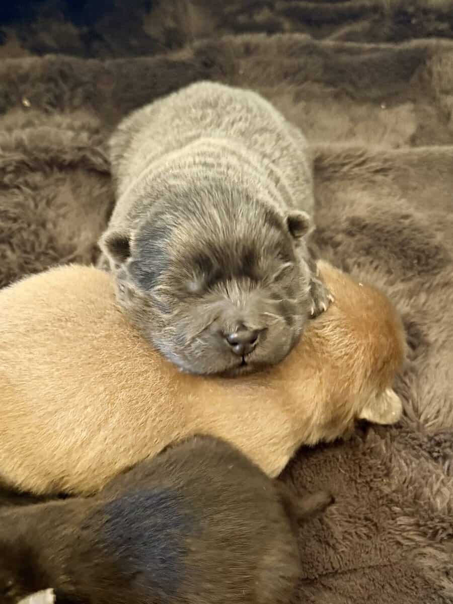 AKC Chow Chow puppies for sale image 1