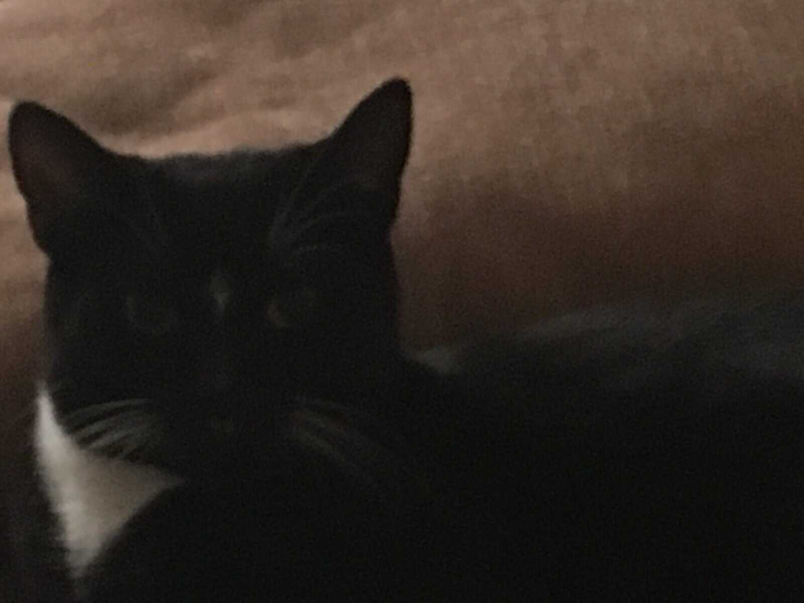 Domestic Shorthair Kitten, male needs a home image 24