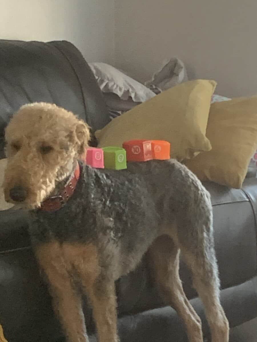 Airedale terrier image 3
