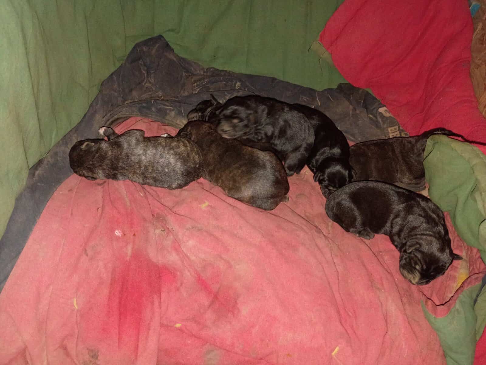 Christmas puppies image 1