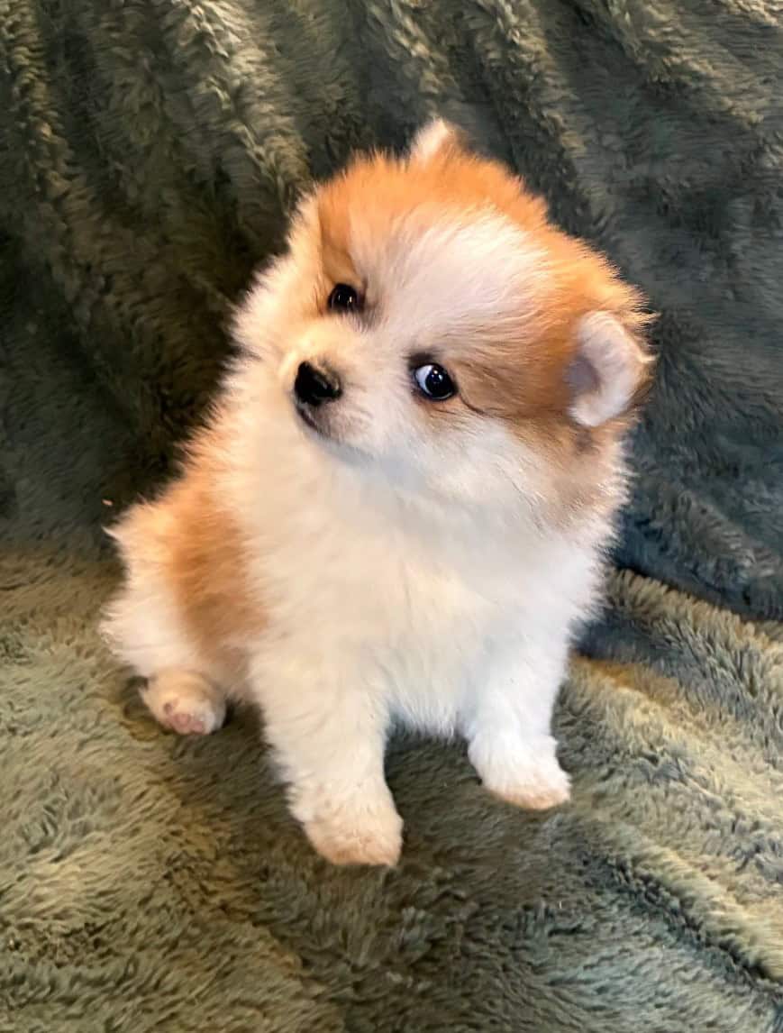 Pomeranian Puppy Blueberry image 3