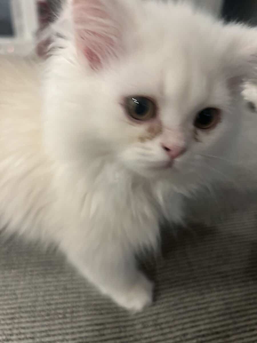 Two cats female and male 6 months old Persian image 8