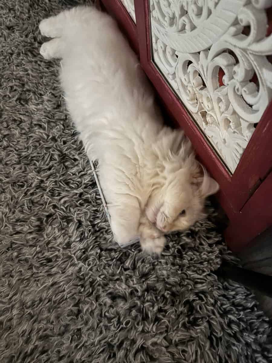 Ragdoll munchkin kitten image 1