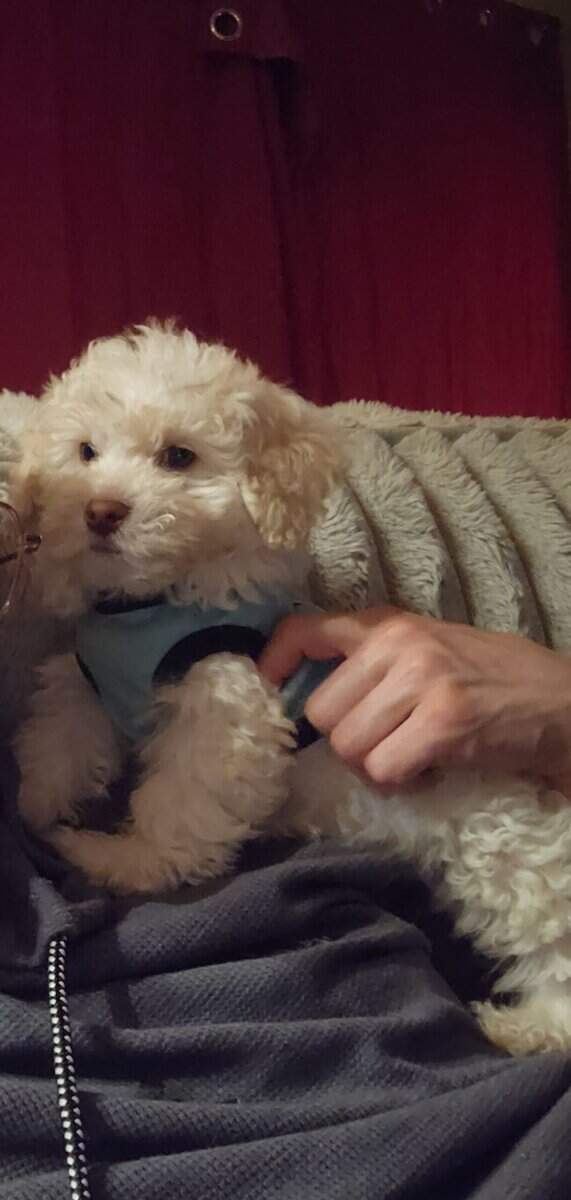 3 male Lhasa Poo pups left image 2
