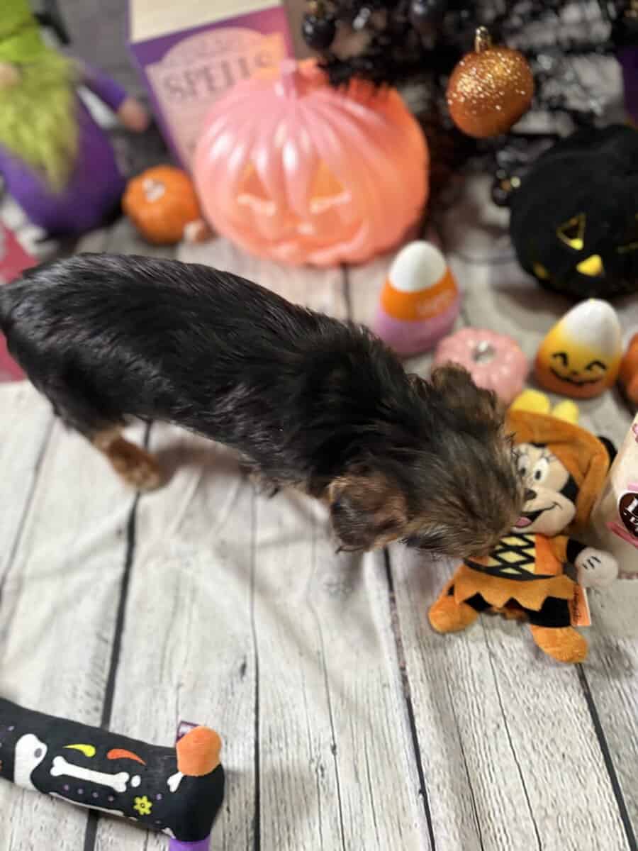 Female yorkiepoo image 4