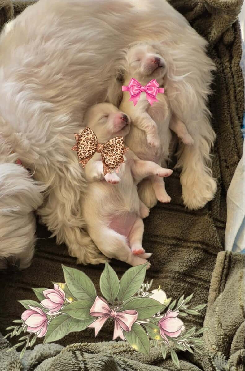 Valentine Morkie-Poo's image 2
