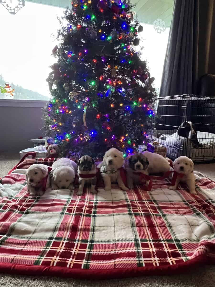 5 Farm Pups image 1