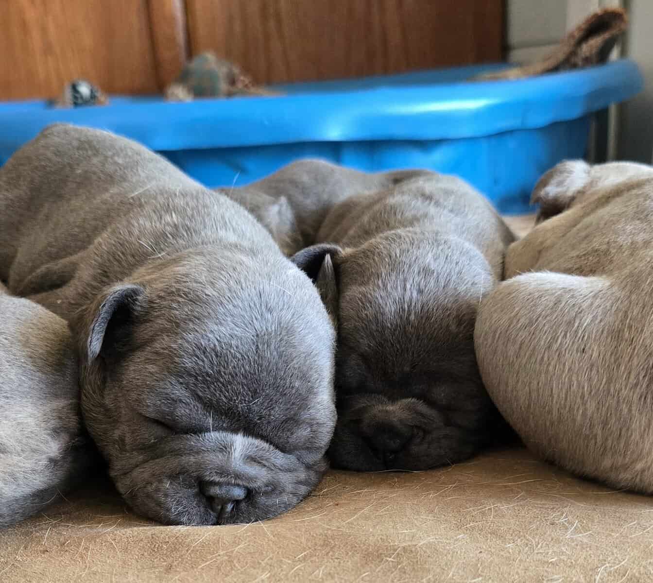 French Bulldog / Frenchie Puppies image 3