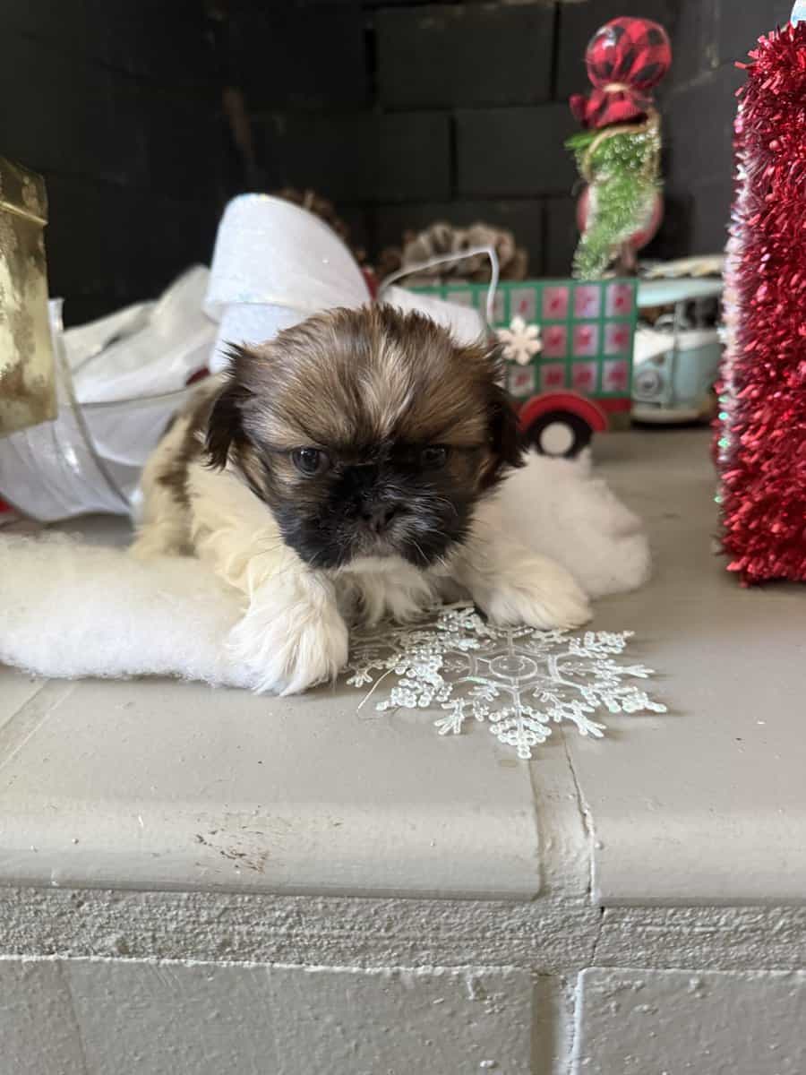 Shih Tzu pups image 9