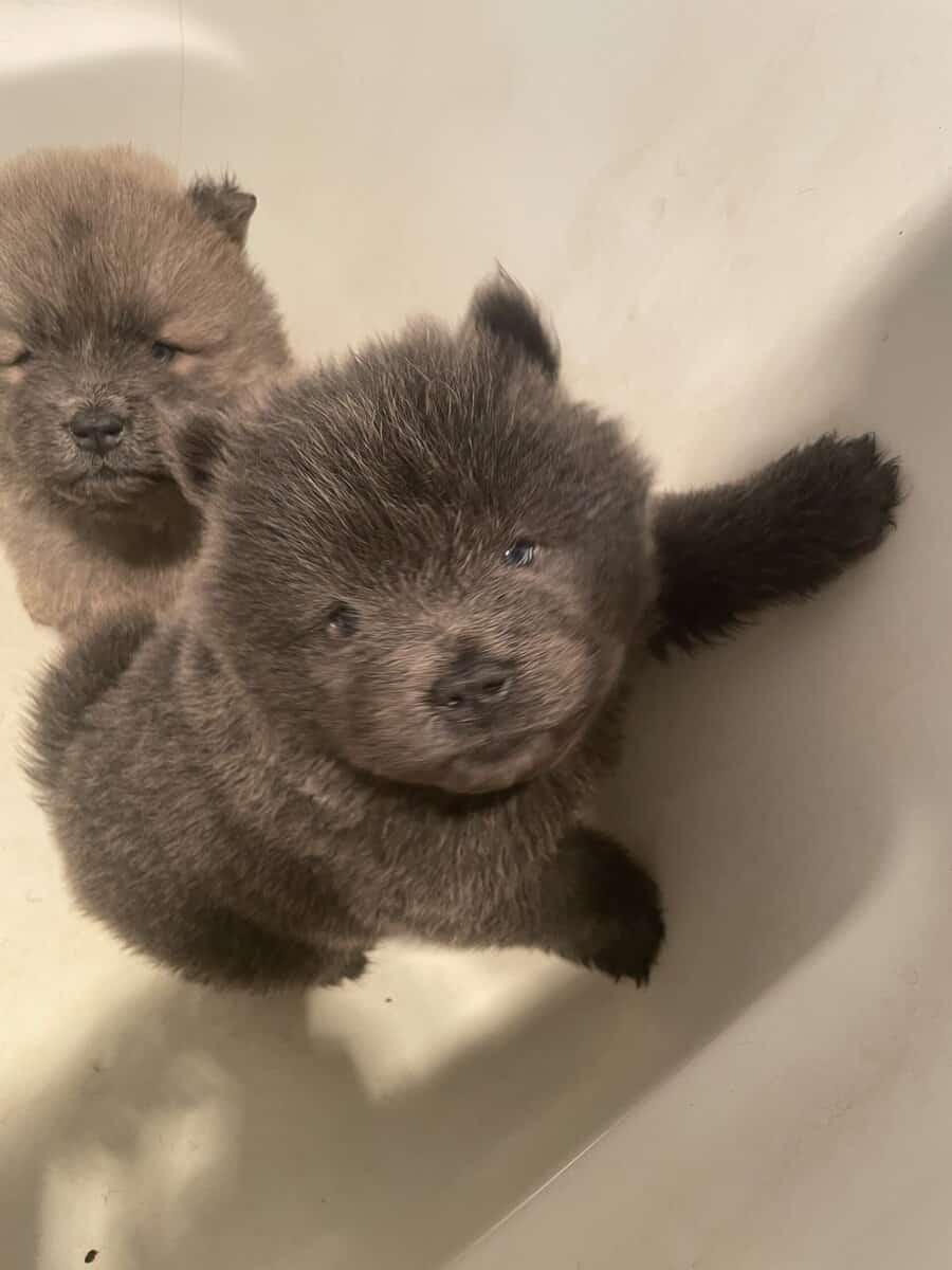 Chow chow puppies image 1