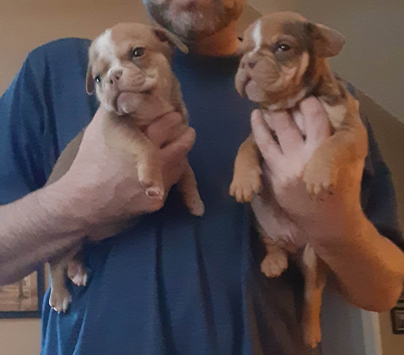 Olde English Bulldog puppies image 1