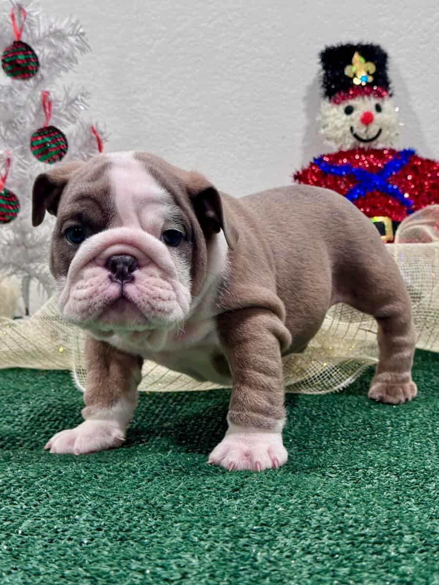 English Bulldog Puppies image 3