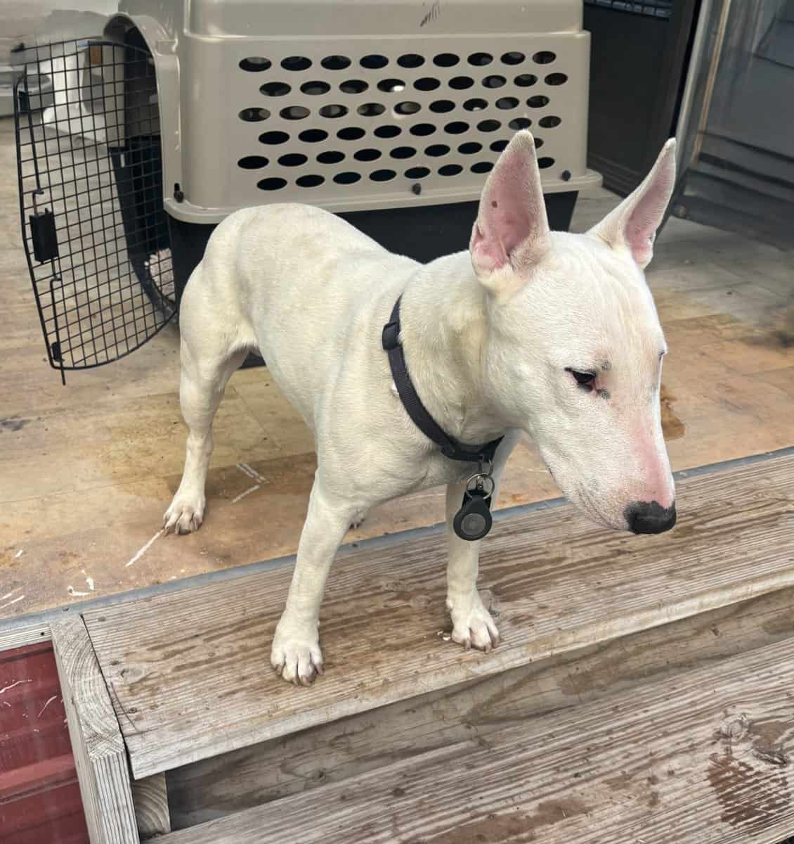 Bull Terrier image 1