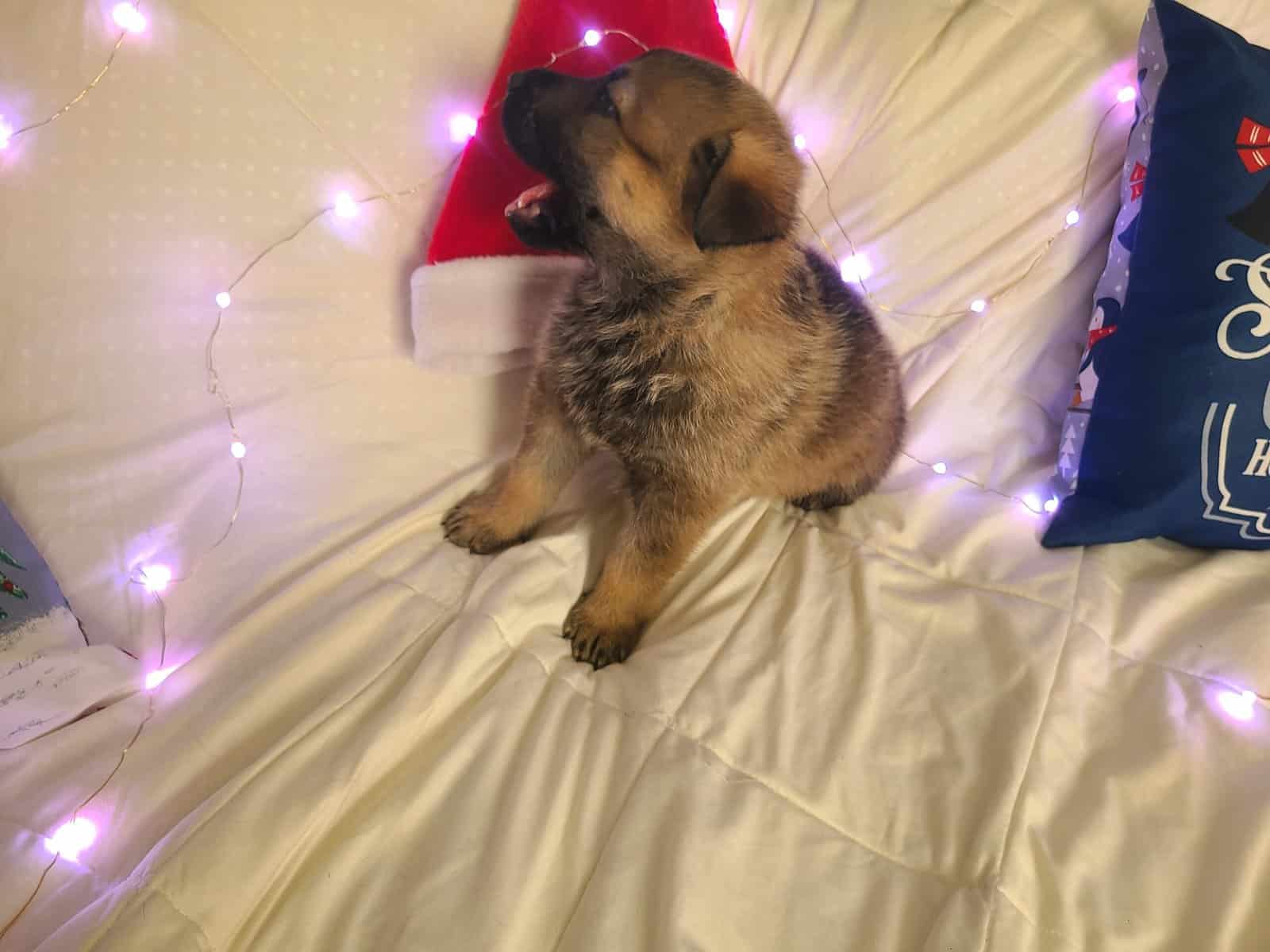 Wolf / German Shepherd Puppies - Teddy Bear image 8