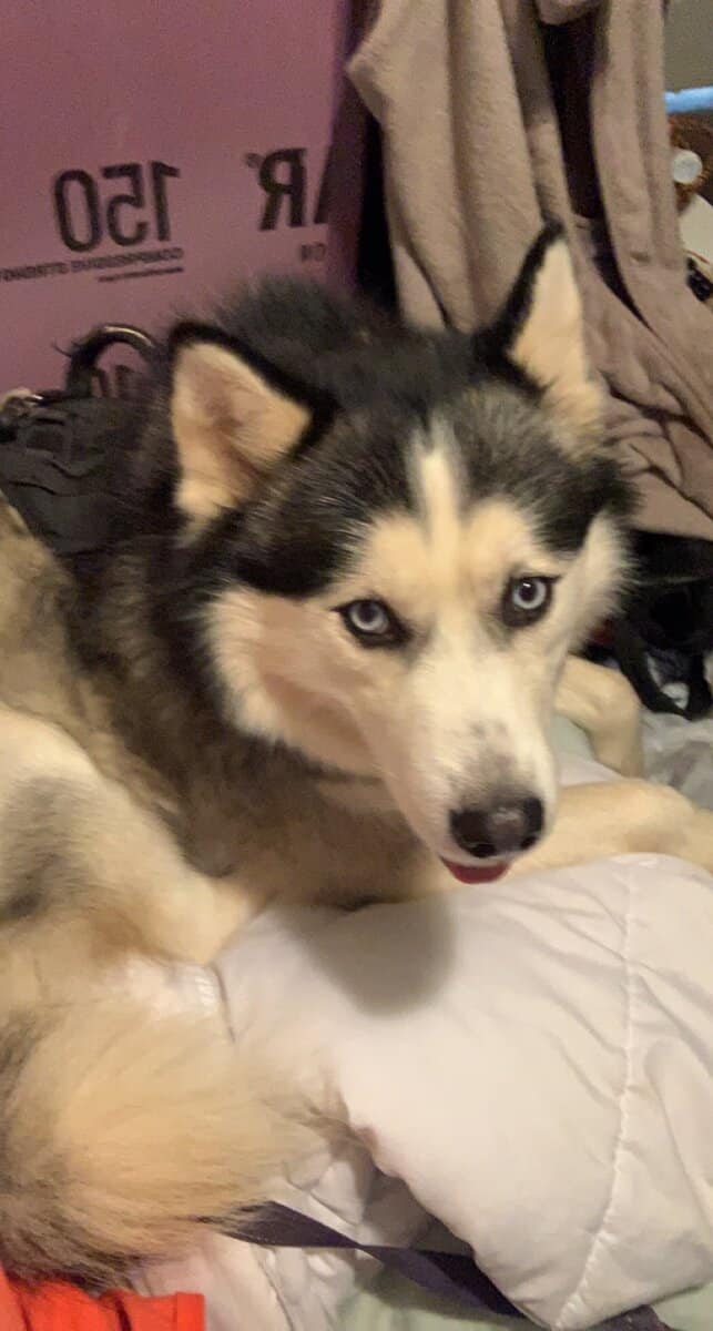 Looking to Rehome a 7-year old Male Husky image 5
