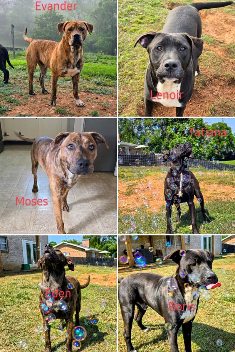 10 young mutts in search of forever homes image 2