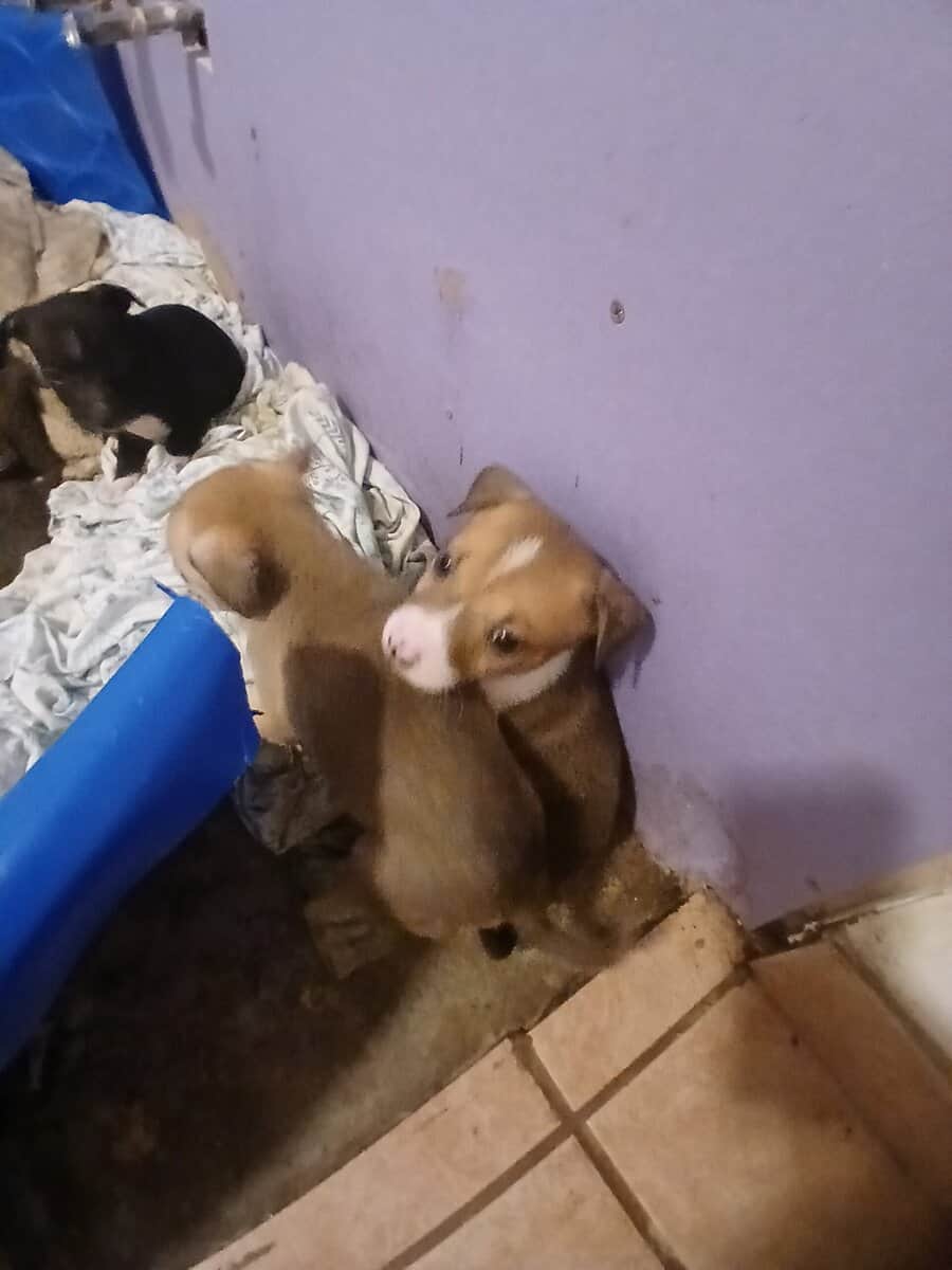 Puppies image 2