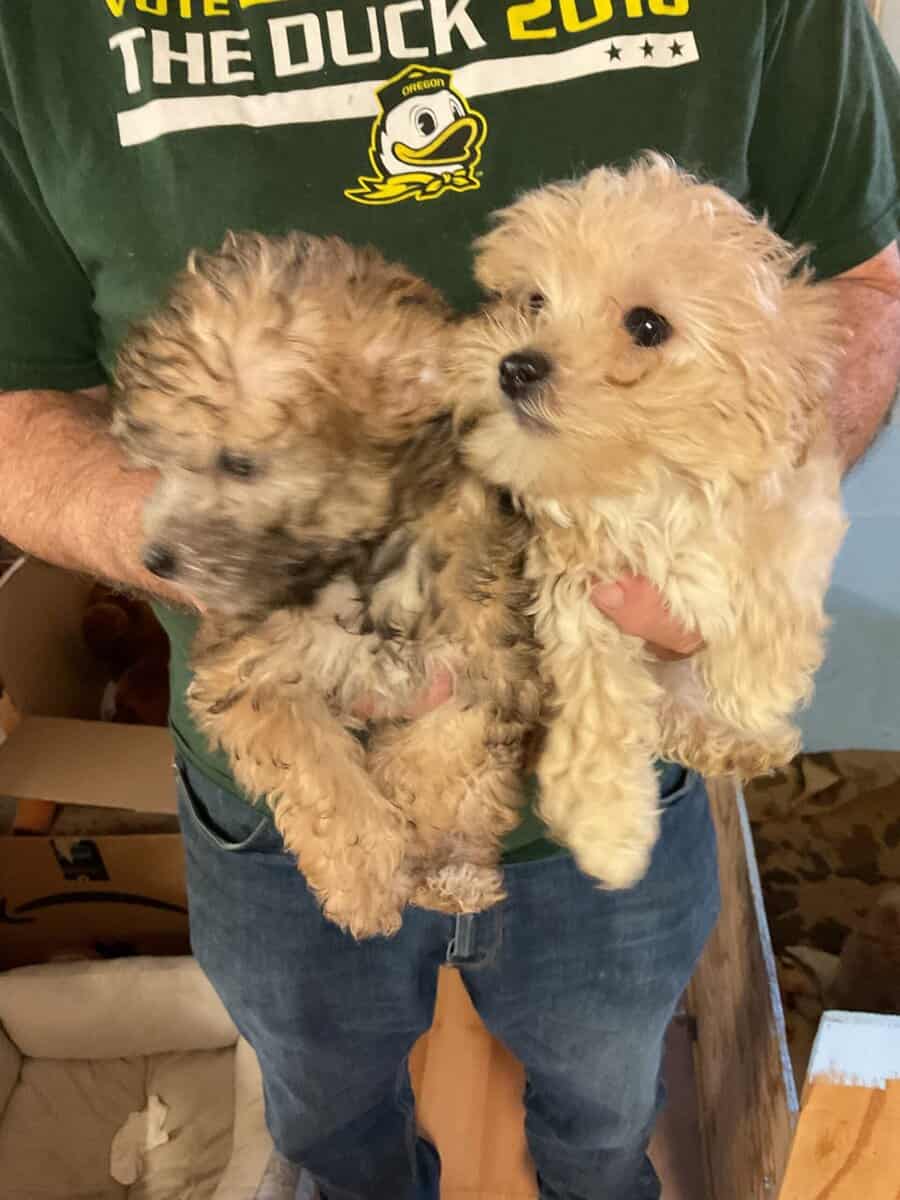 Yorkiepoo image 1