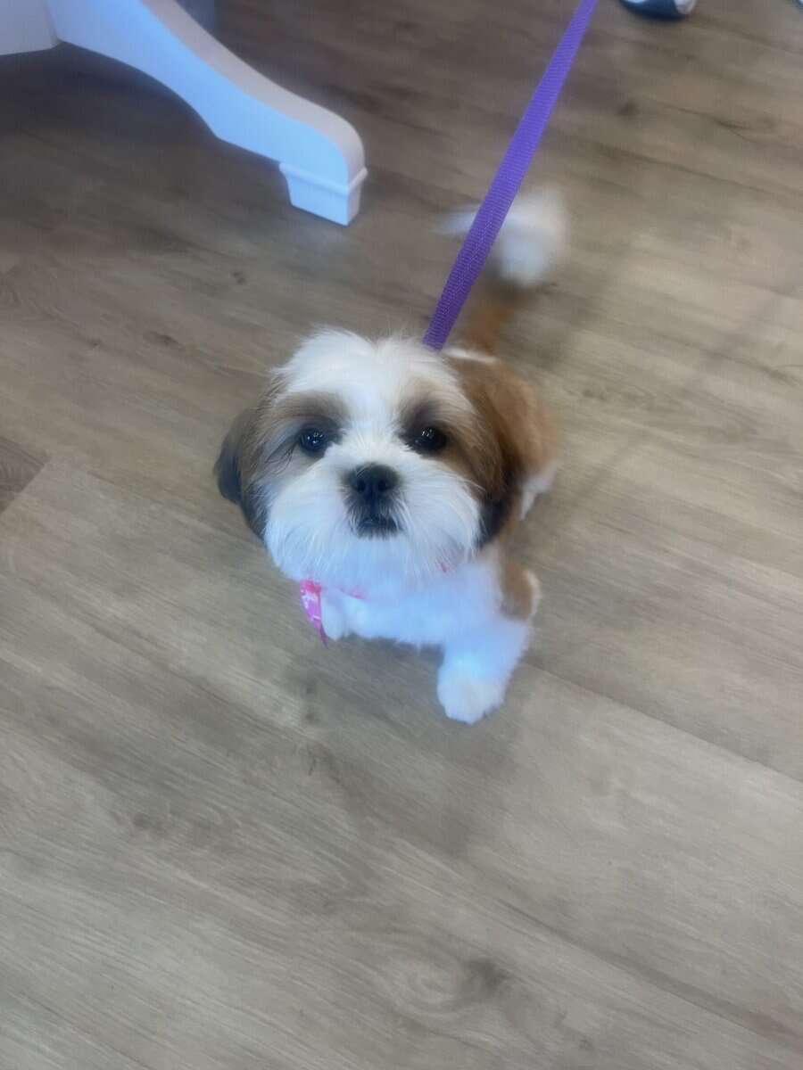 Shih Tzu puppies for sale image 1