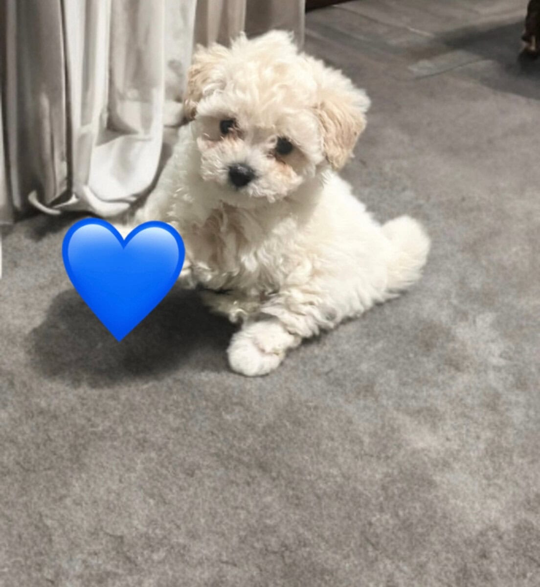 Precious Toy Poodle Puppies image 1