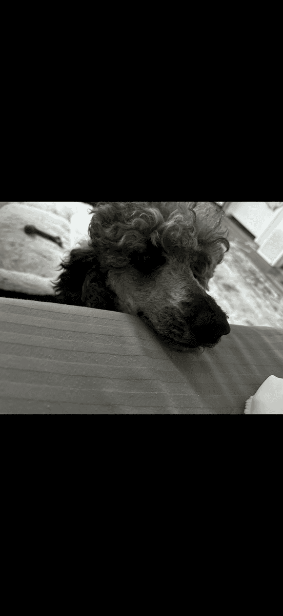Female Poodle image 6