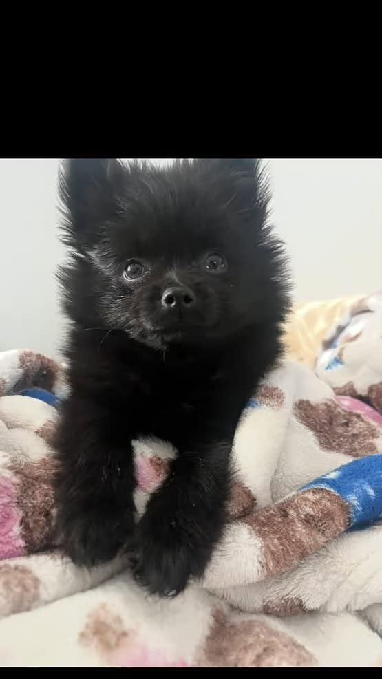 Pomeranian puppy for sale image 1
