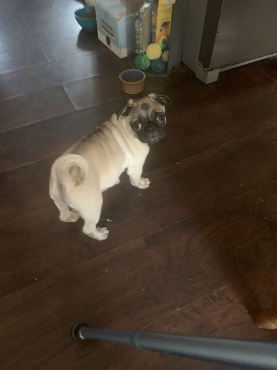 Pugs image 1