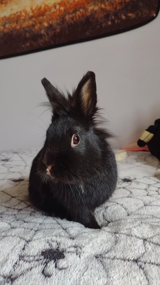 1 year 7 month old Lion head bunny in need of home image 3