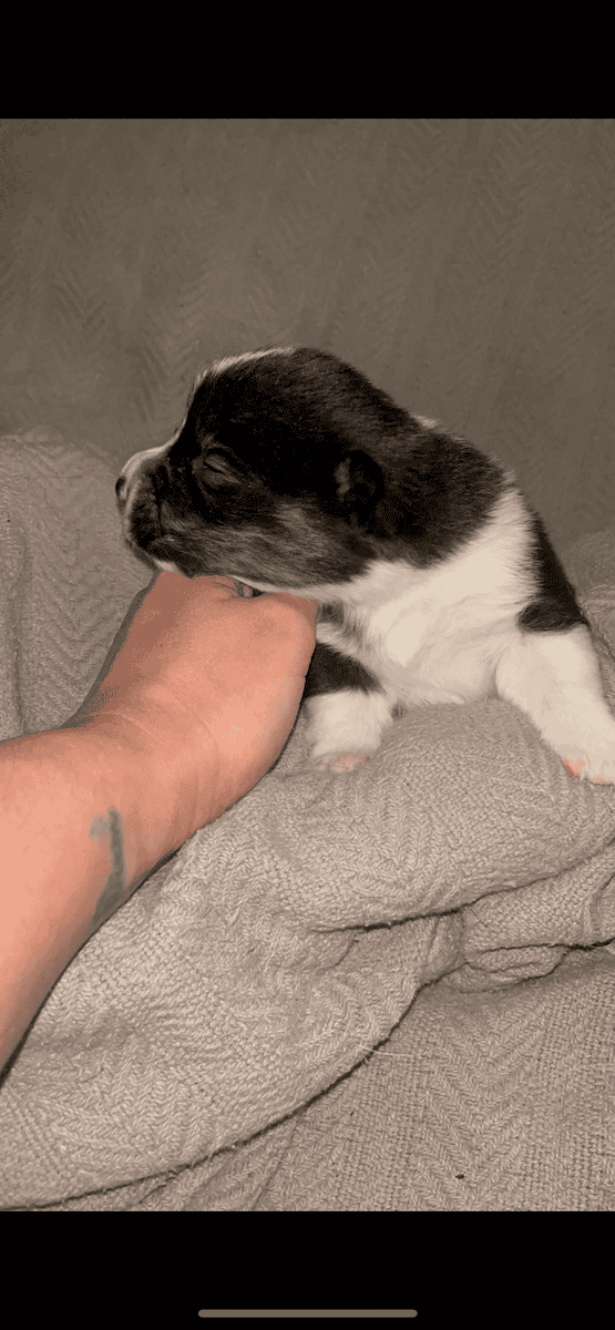 Beautiful Merle corgis and tri corgis for sale image 11