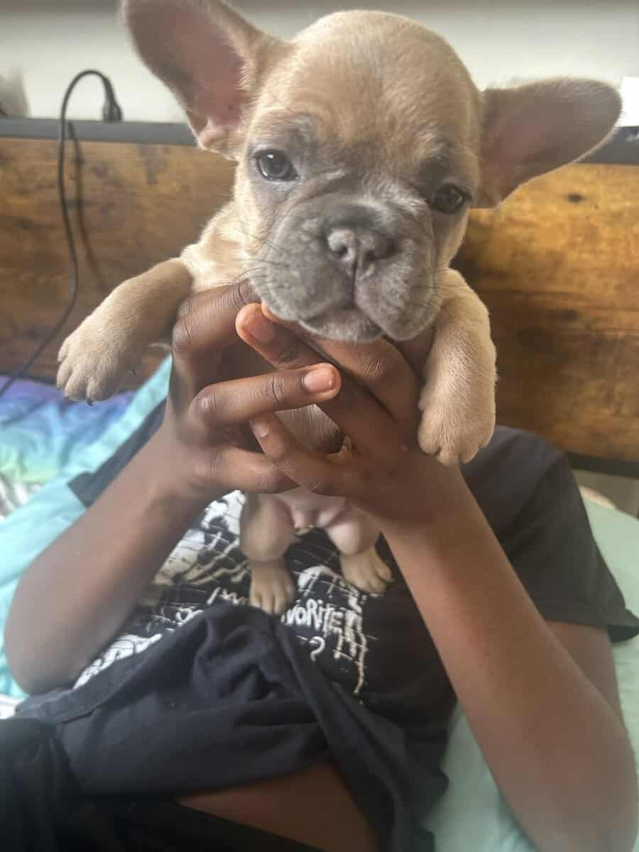 Give my 3 Frenchie’s forever homes! image 5
