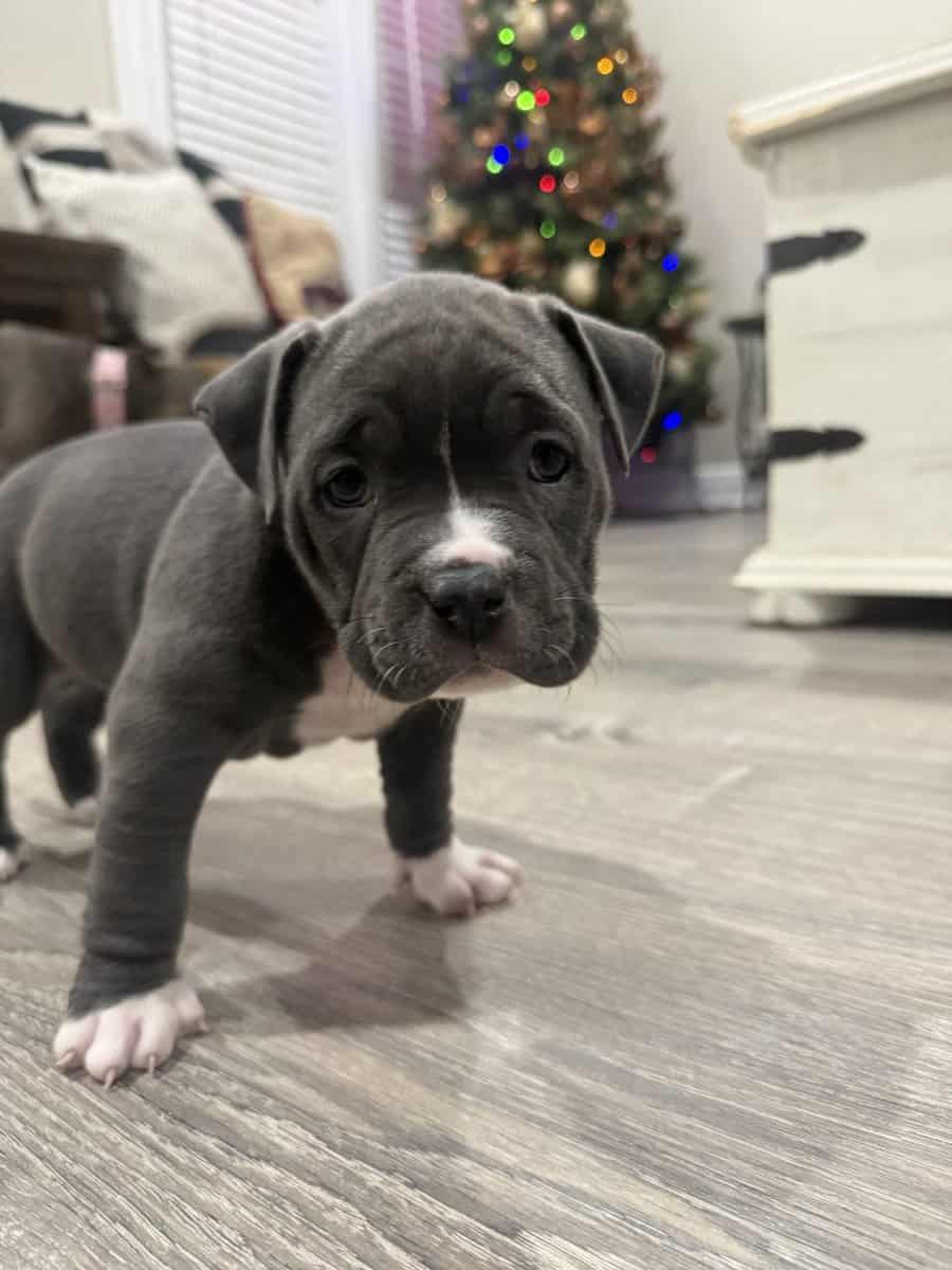 American pocket bully image 2