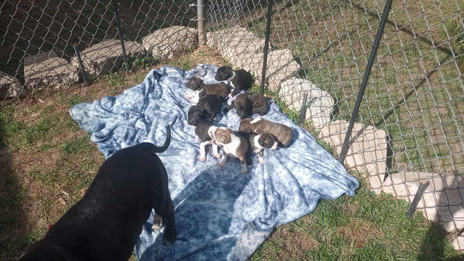 Lab mixed puppies for free image 2