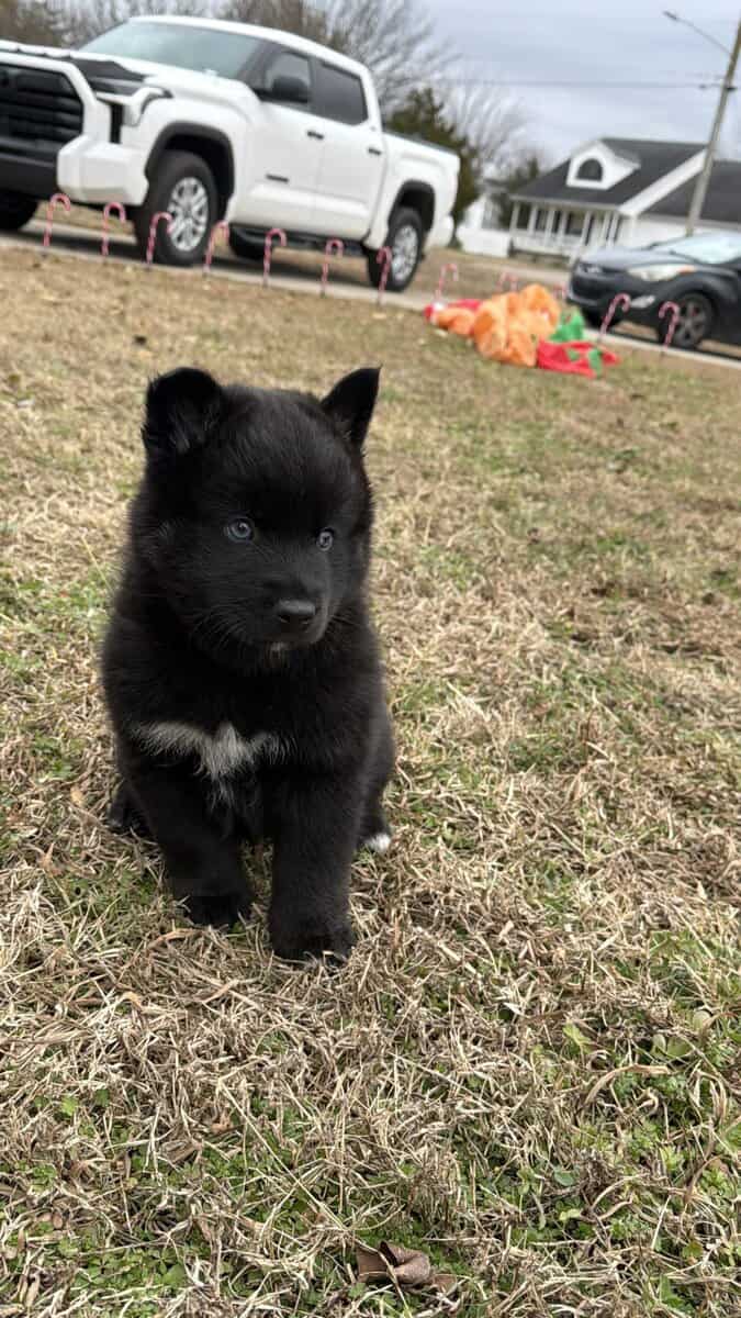 Artur the Pomsky image 4
