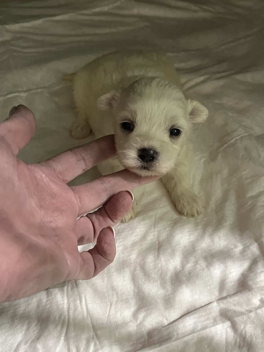 Maltese A.K.C. Male Puppies For Sale image 2